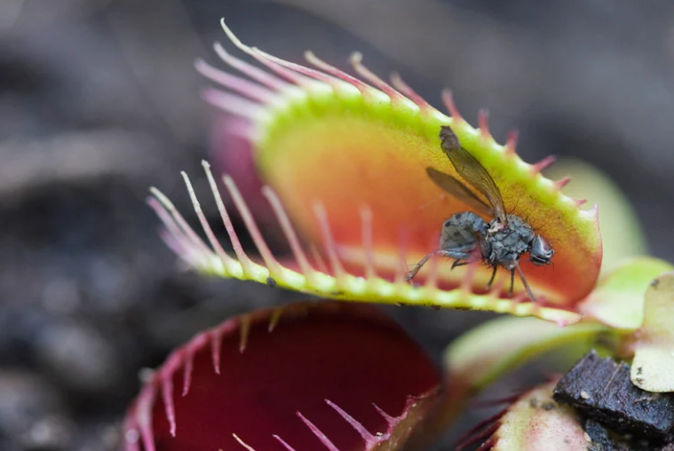 Survival of the Fiercest: Revealing the Mysterious Lives of Carnivorous Plants