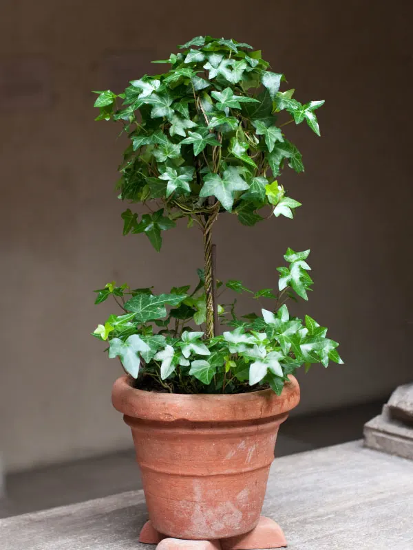 english-ivy-front-porch-shade