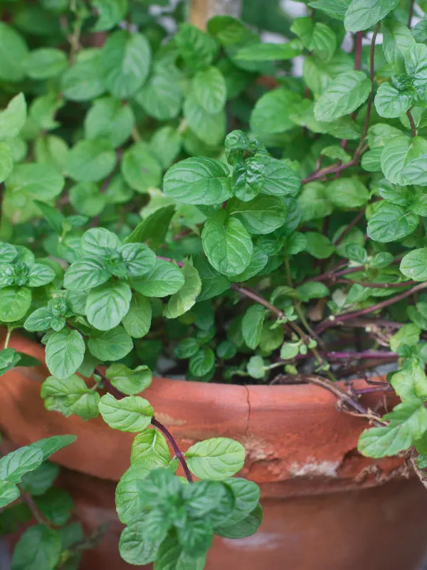 mint-front-porch-shade