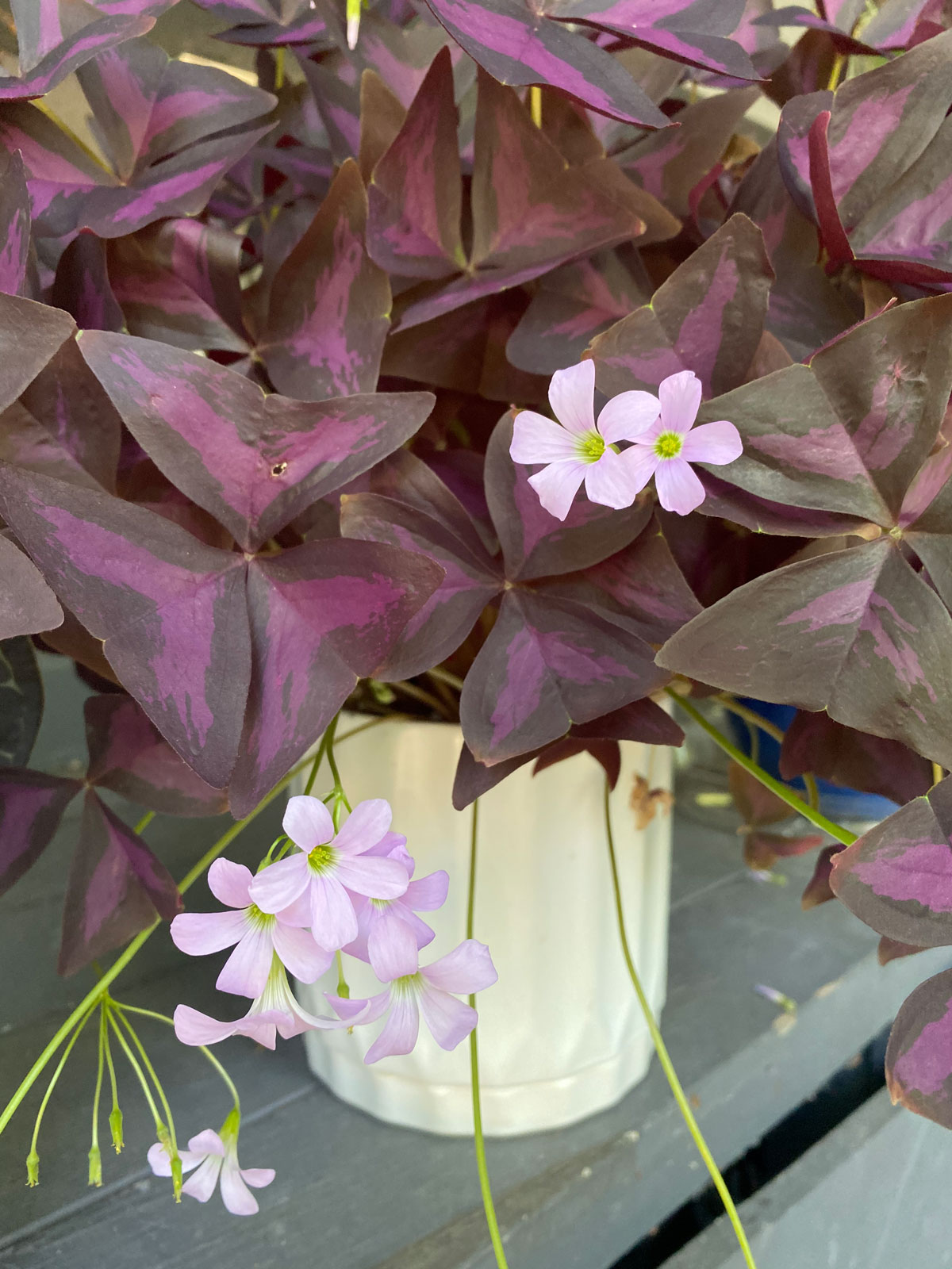 oxalis-front-porch-shade