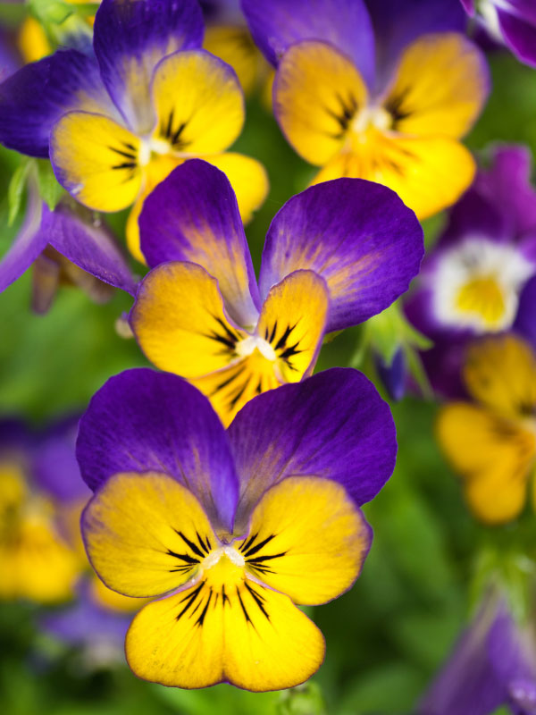 viola-front-porch-shade