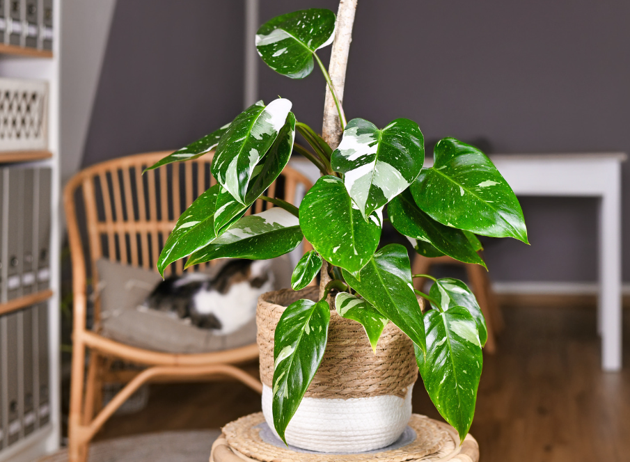 The Top 10 Most Expensive Houseplants to Gift in 2024