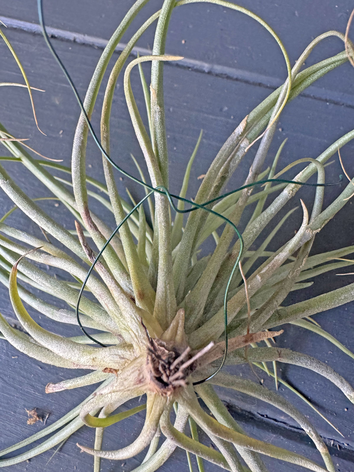 air-plant-wreath-display