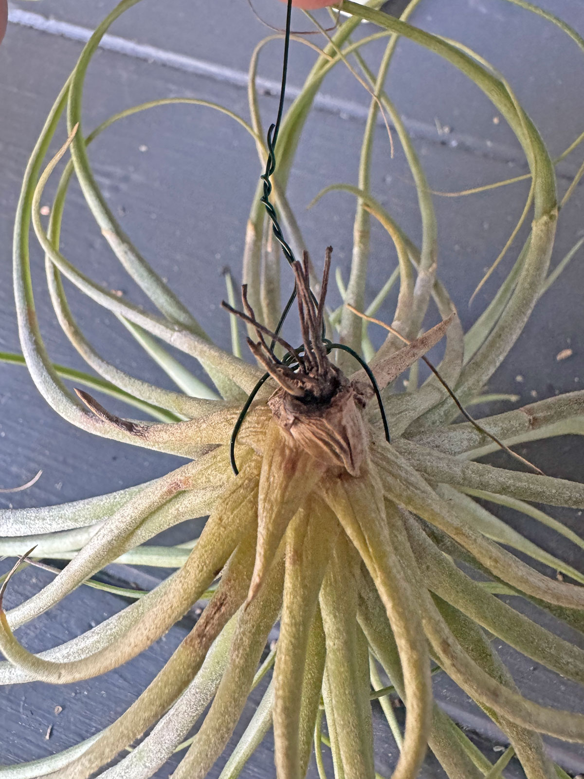 air-plant-wreath-display