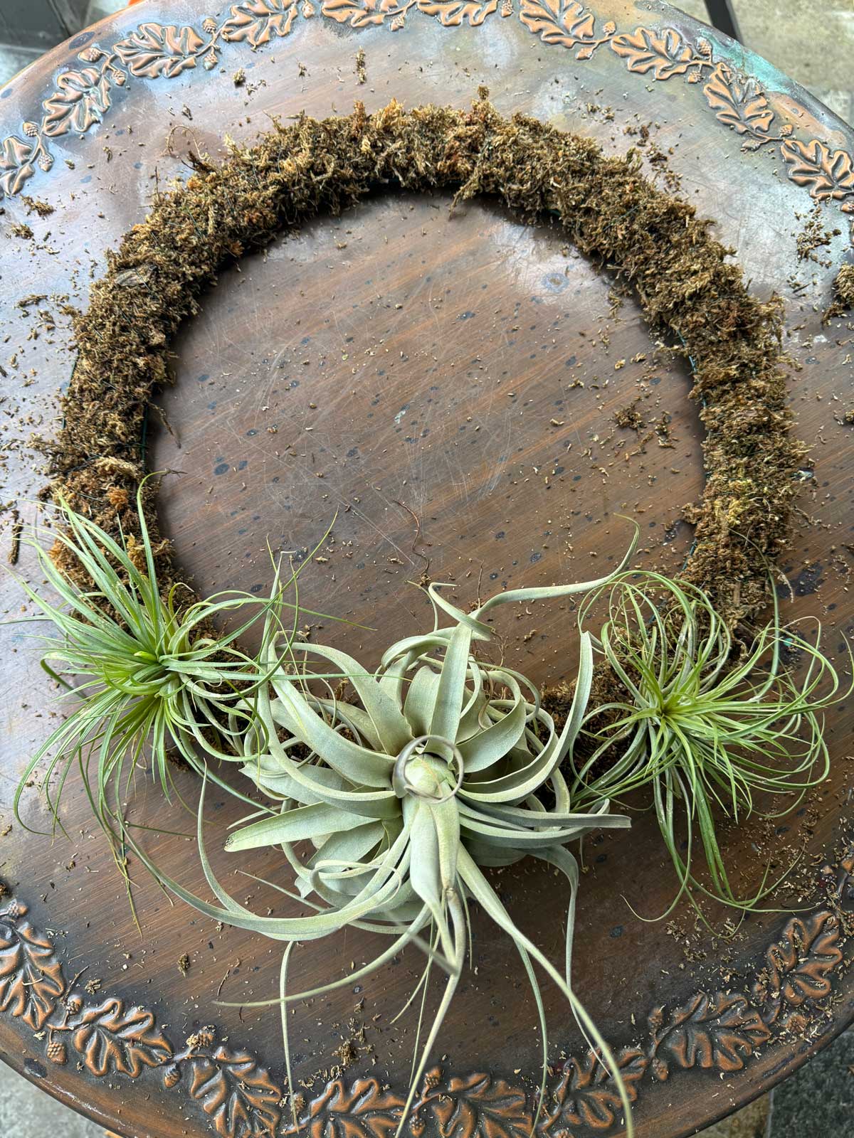 air-plant-wreath